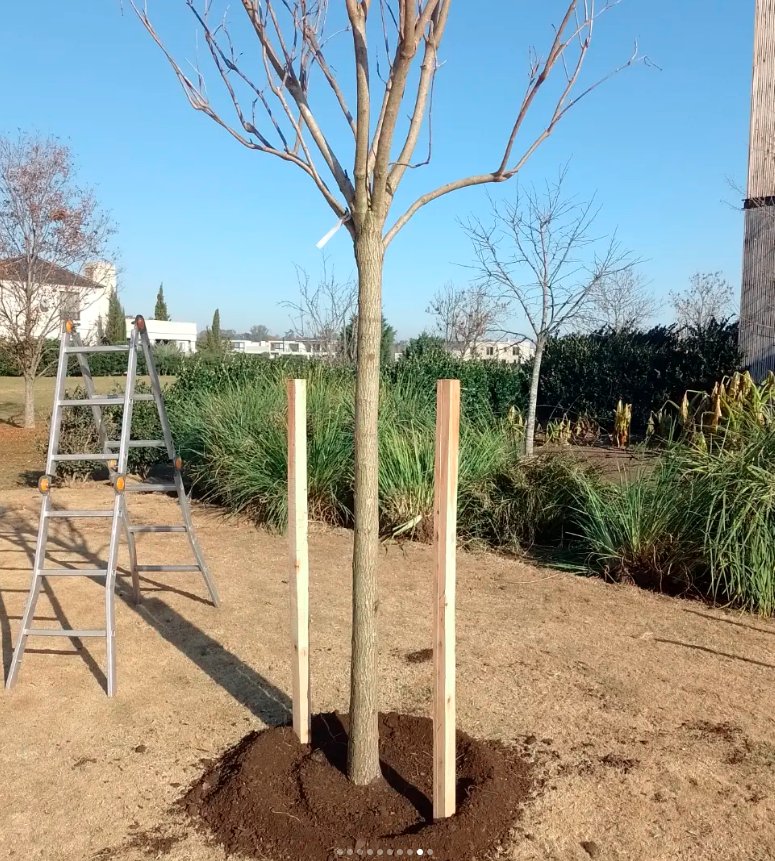 Plantación de ejemplar aislado