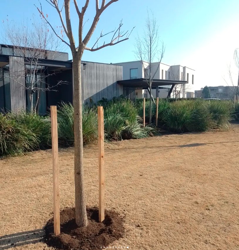 Terminación de plantación