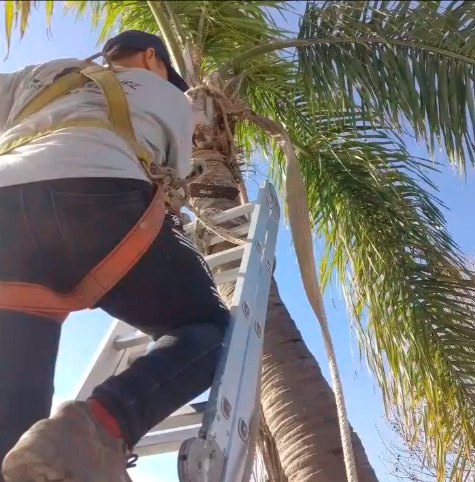 Trabajo de poda en altura sobre palmera