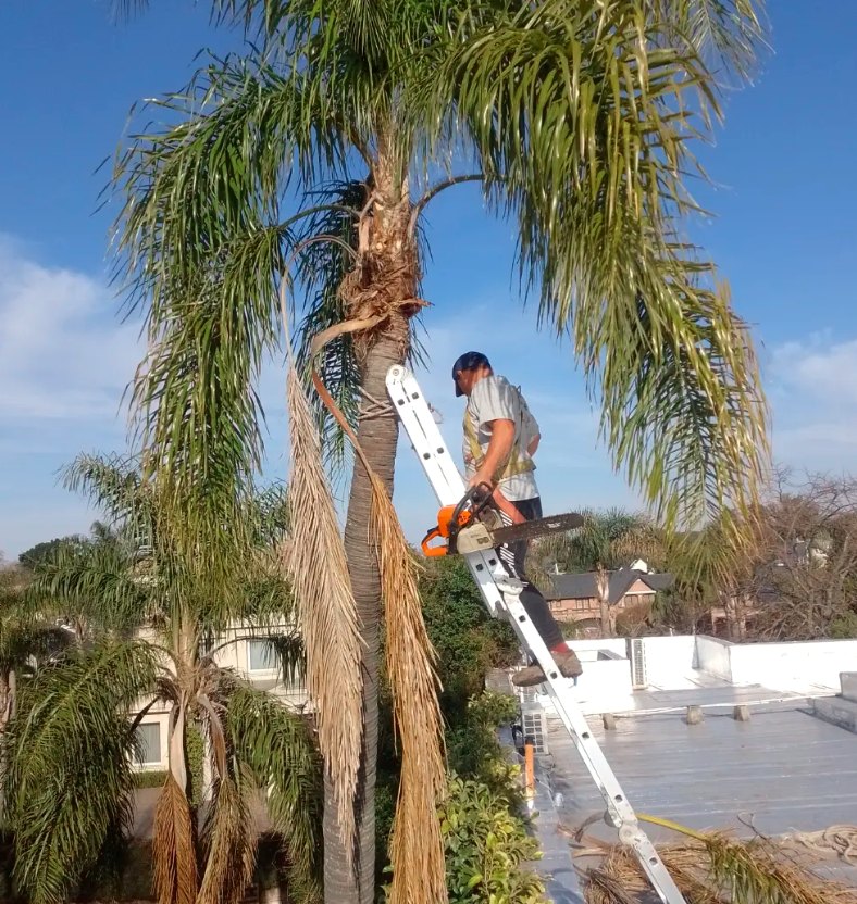 Operario realizando poda en altura con motosierra