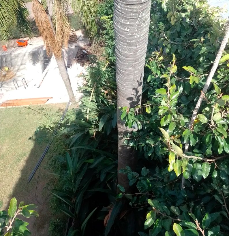 Vista desde altura durante poda de palmera